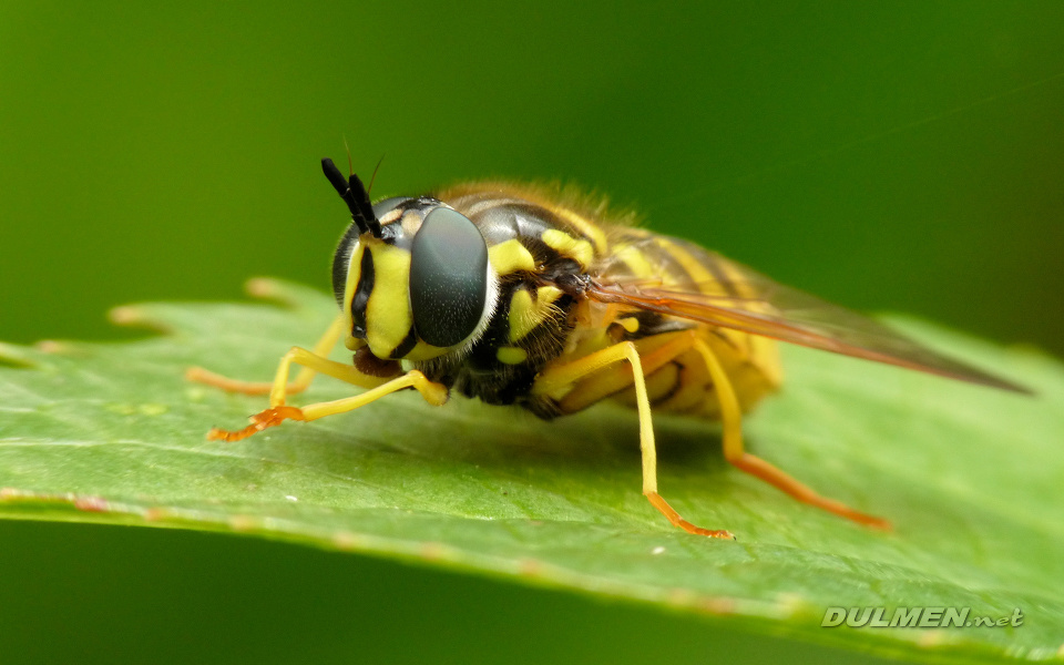Hoverfly (Female, Chrysotoxum cautum)